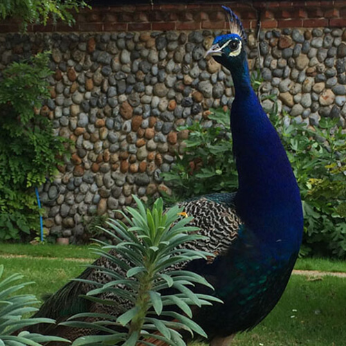Peacock in garden